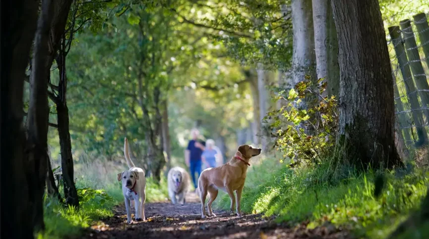 Walk Your Best Friend