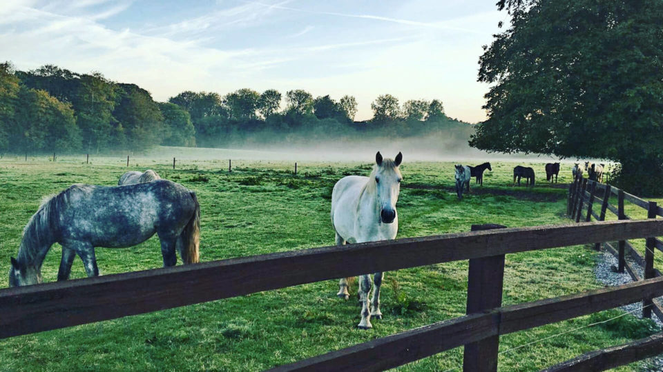 CMR Grounds Horses Morning