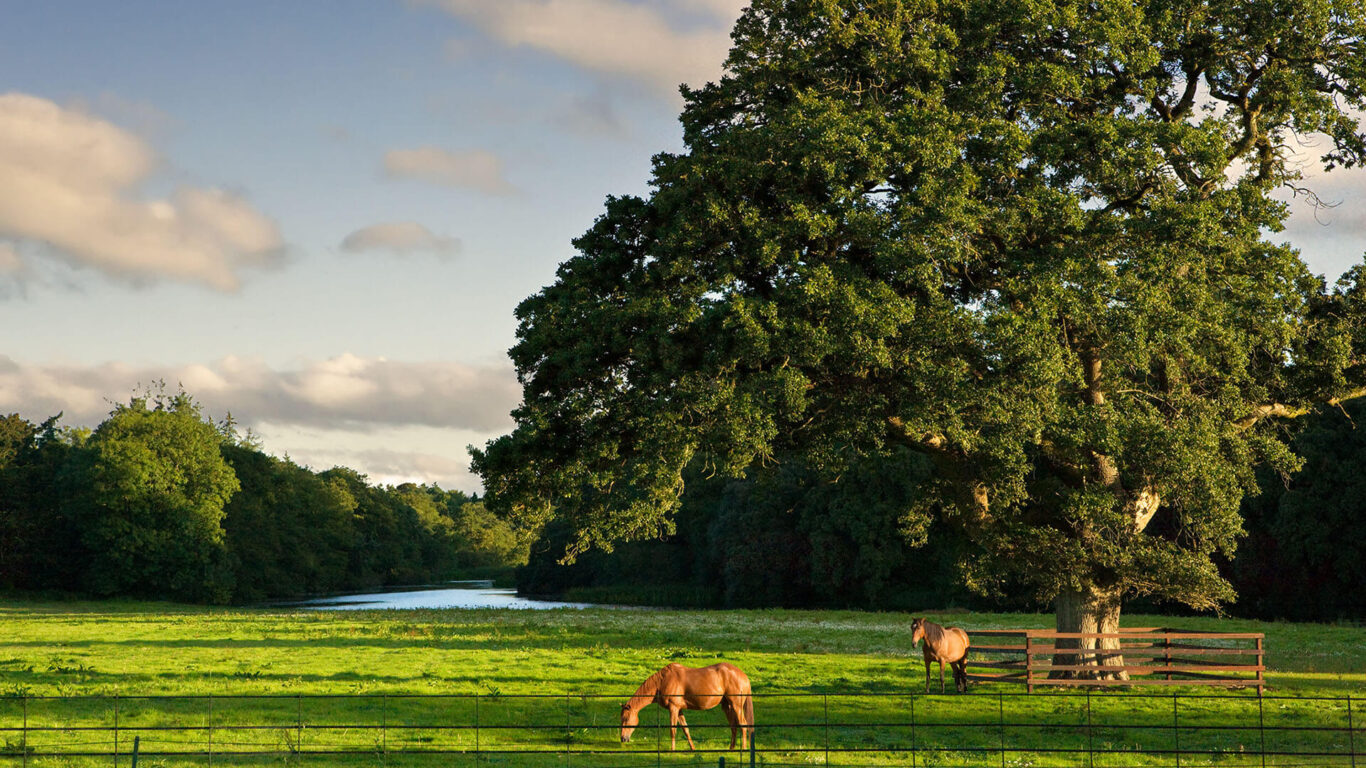 Castlemartyr-Resort-Horses_Tree_Lake