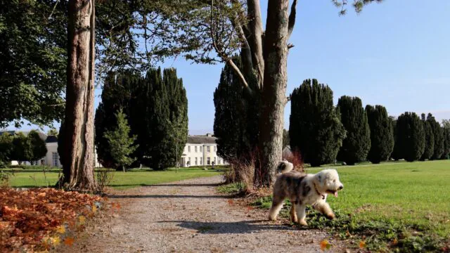 Dog staying at Castlemartyr Resort