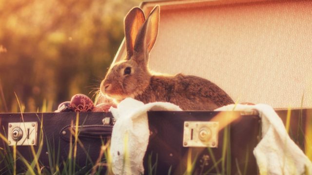 Easter Family Breaks