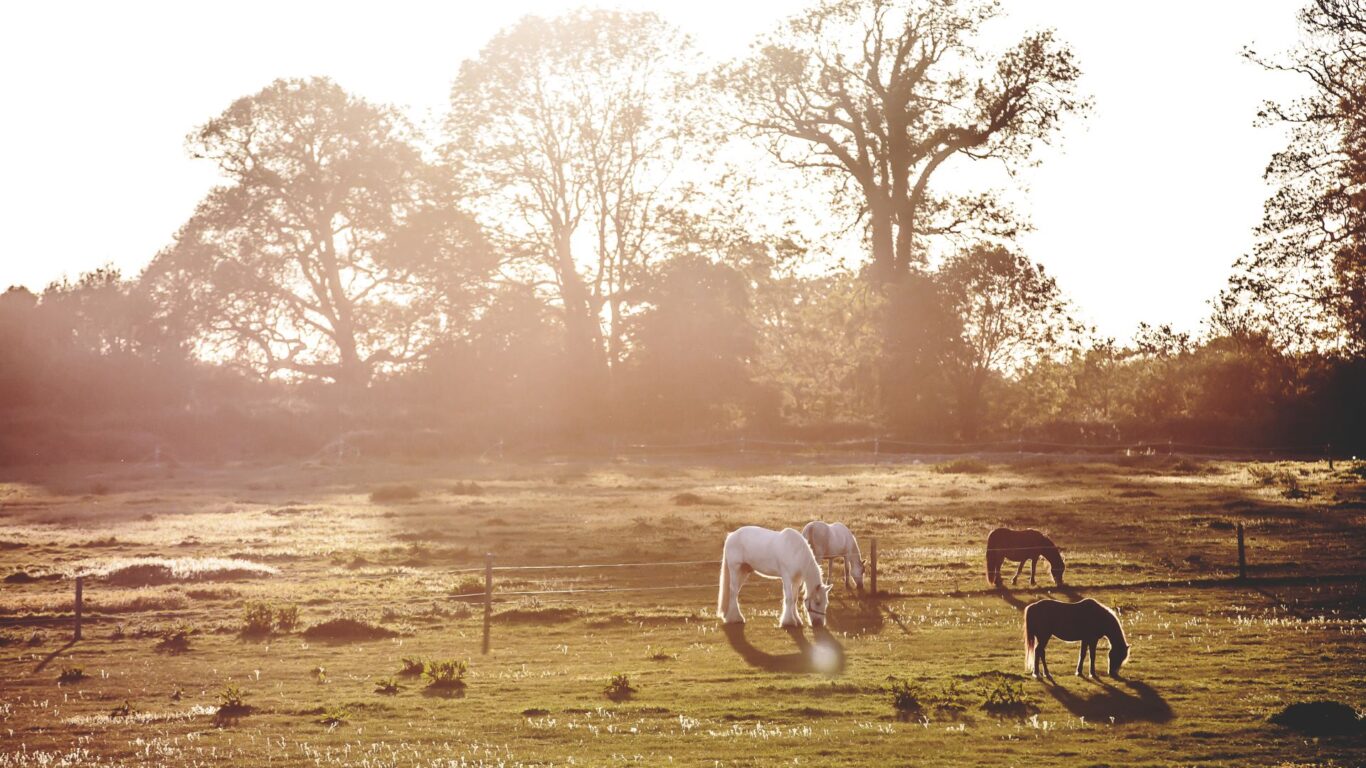 horses grounds autumn