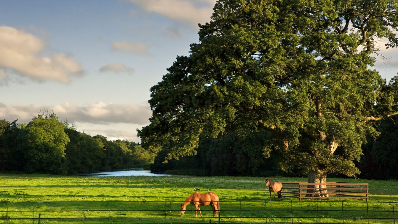 Horses Tree Lake