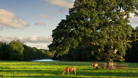 Expansive green field with grazing horses, large oak tree, and tranquil river; ideal for a peaceful countryside retreat.