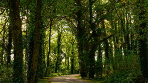 Serene wooded path with lush trees, offering peaceful nature walks near the hotel. Perfect for relaxation and exploration.
