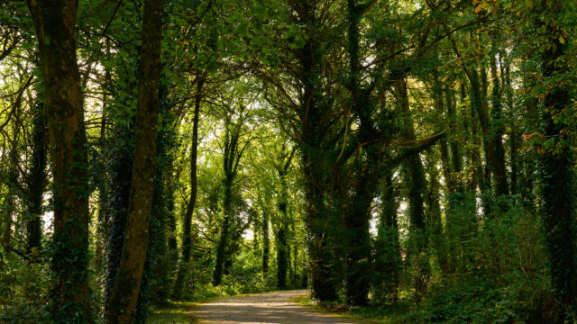 Woodland Drive 4500px