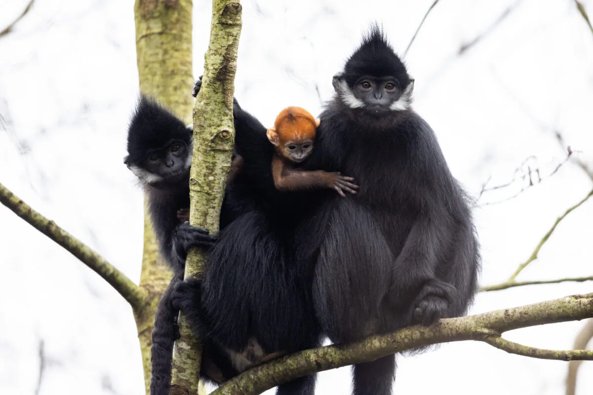 Fota Wildlife Park Hotel Near Fota Wildlife Park Castlemartyr Resort