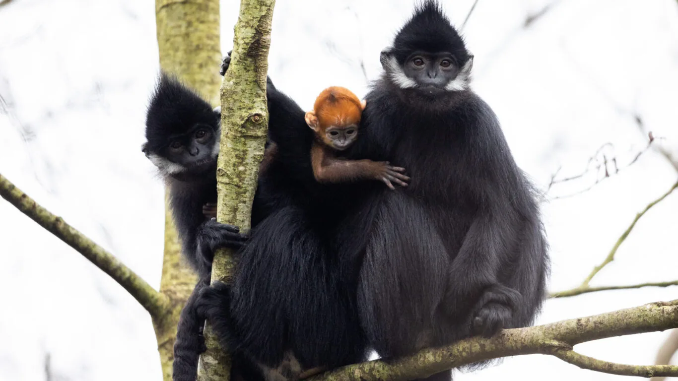 DK18122023 Langur 046 (2)