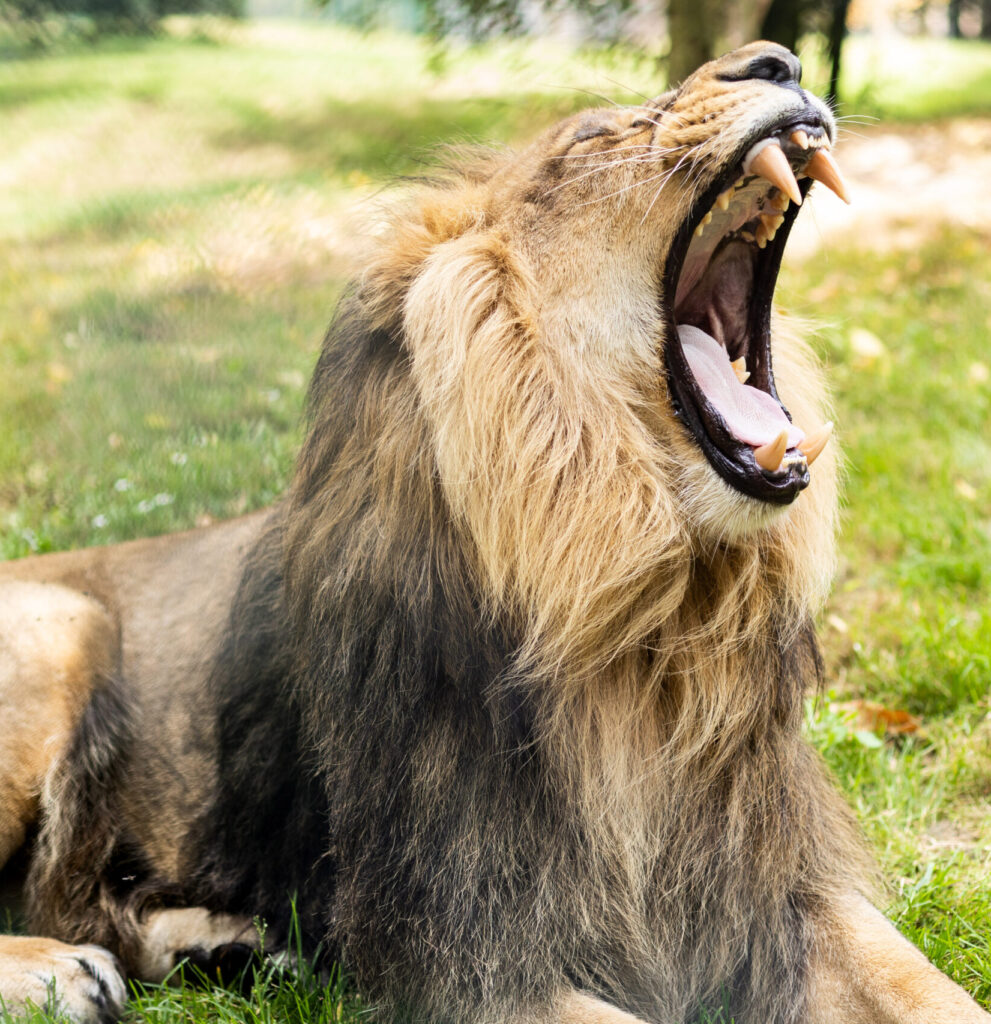 Fota Wildlife Park Hotel Near Fota Wildlife Park Castlemartyr Resort