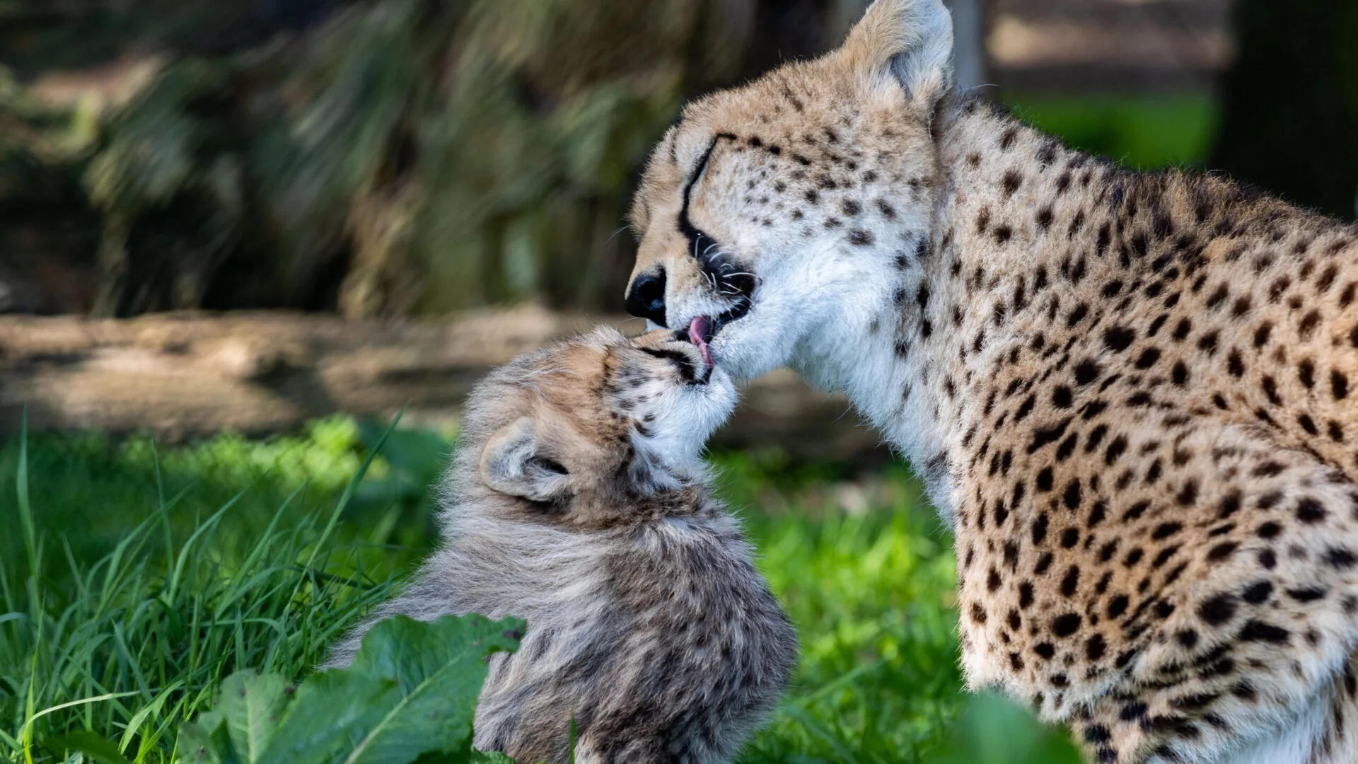 Fota Wildlife Park Hotel Near Fota Wildlife Park Castlemartyr Resort