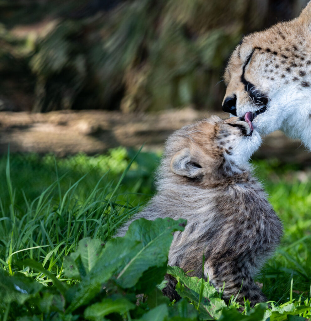 Fota Wildlife Park Hotel Near Fota Wildlife Park Castlemartyr Resort