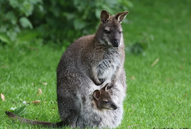 wallaby-joey-088A1482