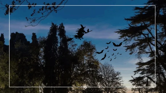 A silhouette of a witch on a broomstick and a group of bats fly over trees at dusk with a clear, darkening sky in the background.