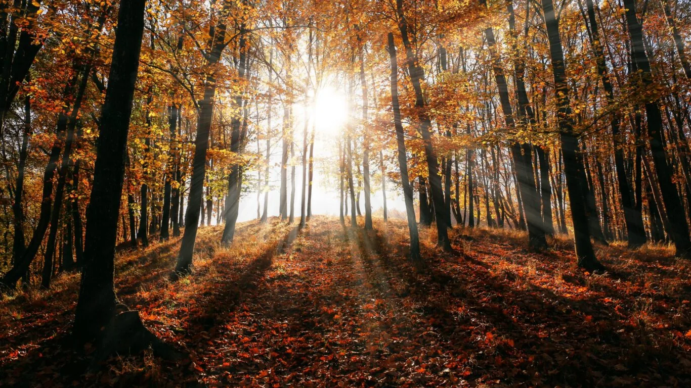 Sunlight streams through tall trees in a forest with autumn-colored leaves covering the ground.